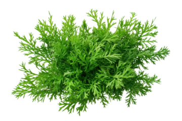 Lush green cedar leaves in detailed close-up view, cut out