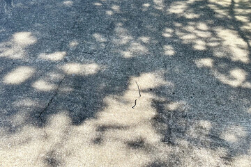 Shadow from the crown of a large tree on a concrete surface on a sunny day, dry branch.