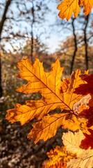 Fototapeta premium Vibrant Autumn Oak Leaves Closeup in Forest Sunlight