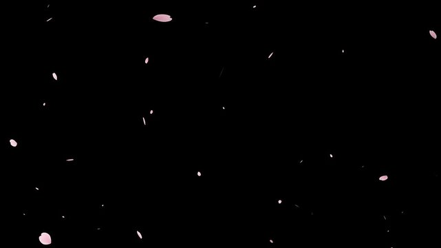Cherry pink blossom petals leaves fly in the wind. Looped shape animation of blooming spring.
