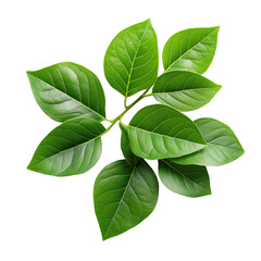 Fototapeta premium Pile of leaves. Vines. Chloroplasts. Green leaves. Photo asset with background removed, PNG icon available.