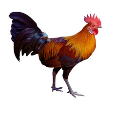 Colorful male rooster isolated on white background 