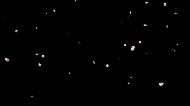 Cherry blossom petals leaves fly in the wind. Shape animation of blooming spring.