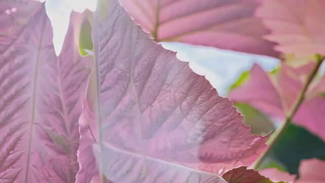 Vibrant Pink Leaf Texture: Layered Patterns for Nature-Inspired Backgrounds