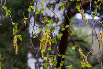 A birch branch with green leaves and earrings. Allergies due to spring blooms and pollen