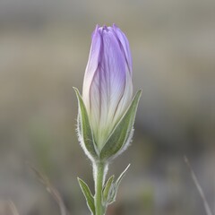 Stunning Purple Flower Bud Close Up Macro Photography