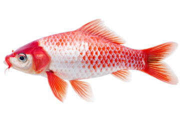 Obraz premium Colorful orange and white goldfish with scales and fins on white background, cut out
