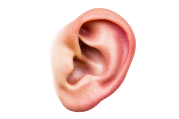 Close-up of human ear with detailed contours and texture, cut out