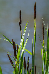 Obraz premium Carex acuta - found growing on the margins of rivers and lakes in the Palaearctic terrestrial ecoregions in beds of wet, alkaline or slightly acid depressions with mineral soil