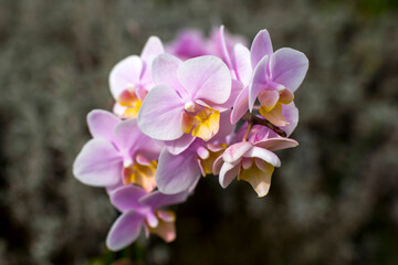 Beautiful pink orchid  - phalaenopsis in a garden