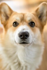 Close up portrait of adorable playful corgi dog with a happy expression. Concept of care of dogs.