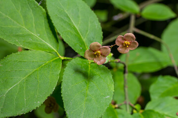 Little flowers of Euonymus verrucosus or spindle tree