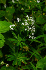 Woodruff, Galium odoratum is a spice and medicinal plant that grows in the forest