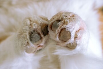 Close up view of a pair of adorable white dog paws, showcasing their adorable and soft appearance.