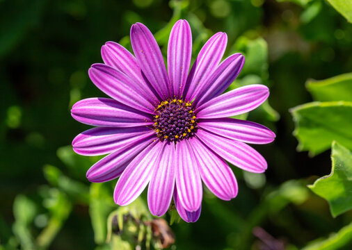 A purple flower with a yellow center