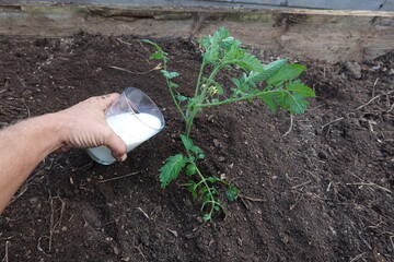 glass of milk for plants, use of milk in the backyard garden. tricks for the vegetable garden.