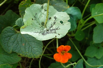 aphid pest attack on backyard garden crop. aphid attacks nasturtium trap plant