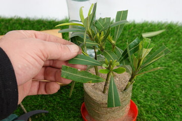 oleander branches planted in sand to reproduce roots by cuttings.
