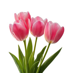 Pink tulips arranged in a bouquet with fresh green leaves showcasing natural beauty in a simple design on transparent background