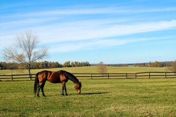 Majestic horse grazing peacefully in lush green pasture under cl