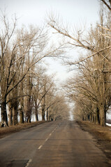 beautiful road between the trees