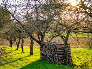 Brennholz lagert auf einer Streuobstwiese © focus finder