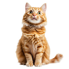 Obraz premium Fluffy orange cat sitting upright with wide eyes and a curious expression in a bright setting on transparent background