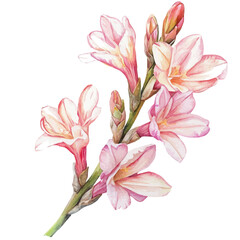 watercolor of Tuberose Branch, isolated on a white background.