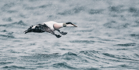 Common Eider in flight
