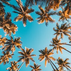 Palm Trees Sky Tropical.