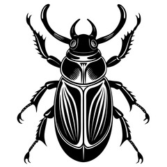 colorado potato beetle