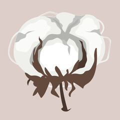 Dried cotton fluffy flower in cartoon style. Stylish vector illustration of cotton box isolated on white background. Textile fiber.