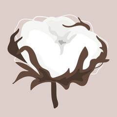 Dried cotton fluffy flower in cartoon style. Stylish vector illustration of cotton box isolated on white background. Textile fiber.