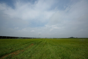 Wide open rice field under a cloudy sky in rural area during early afternoon