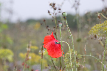 Obraz premium Vivid red poppy stands out against a blurred background of wildflowers and foliage in a tranquil landscape at dawn