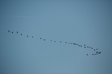 Birds flying in a V formation across a clear blue sky during a tranquil afternoon in the countryside