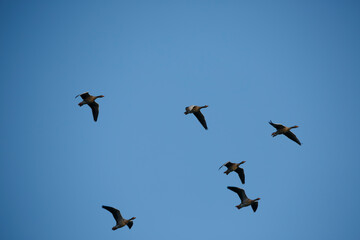 Birds flying in a V formation against a clear blue sky during late afternoon