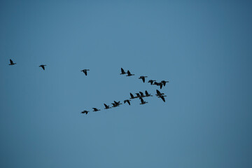 Flock of birds migrating in a clear blue sky at dusk, showcasing their flight patterns as they...