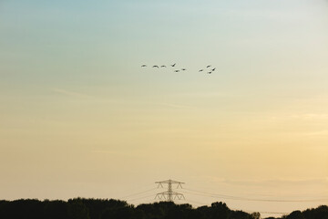 Flock of birds flying overhead during twilight in a serene landscape with power lines and trees in the distance