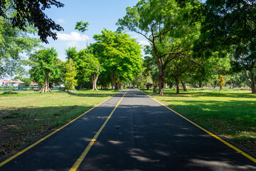 Empty forest road in national park