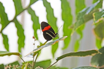  Heliconius melpomene butterfly on a leaf.
The red-striped butterfly Heliconius melpomene sits on a green leaf surrounded by lush tropical vegetation.