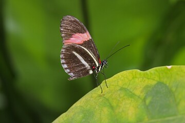 Close-up of the Heliconius melpomene butterfly sitting on a green leaf. Its wings are painted in dark tones with bright red and white stripes, which is a characteristic feature of this species.