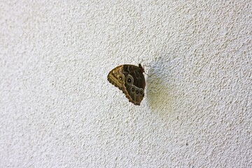 The Morpho peleides butterfly, known for its bright blue coloring on the upper side of its wings, rests on a white wall, showing a protective pattern with 