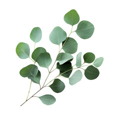 Obraz premium Eucalyptus leaves, green foliage, leafy branch, botanical element, natural decor isolated on Transparent Background