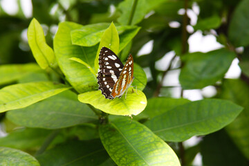 Graphium agamemnon butterfly (green spotted sailfish) in the greenhouse on the island of Mainau. Graphium agamemnon butterfly (green spotted sailfish) in the greenhouse on the island of Mainau
