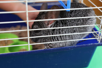 People care for and play with chinchillas.
