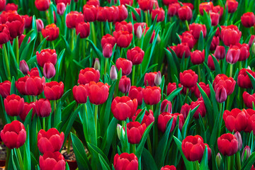 Fototapeta premium field of blooming red tulip flowers in the garden in spring. Beautiful natural blossom floral background
