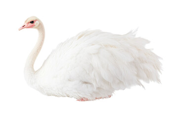 Elegant white swan with fluffy feathers on black background, cut out