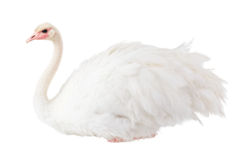 Elegant white swan with fluffy feathers on black background, cut out