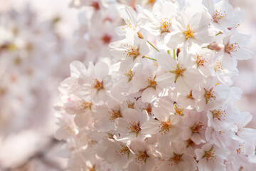 Full bloom cherry blossoms